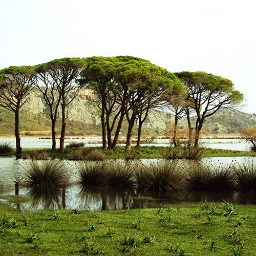 STROFILIA SKOGEN